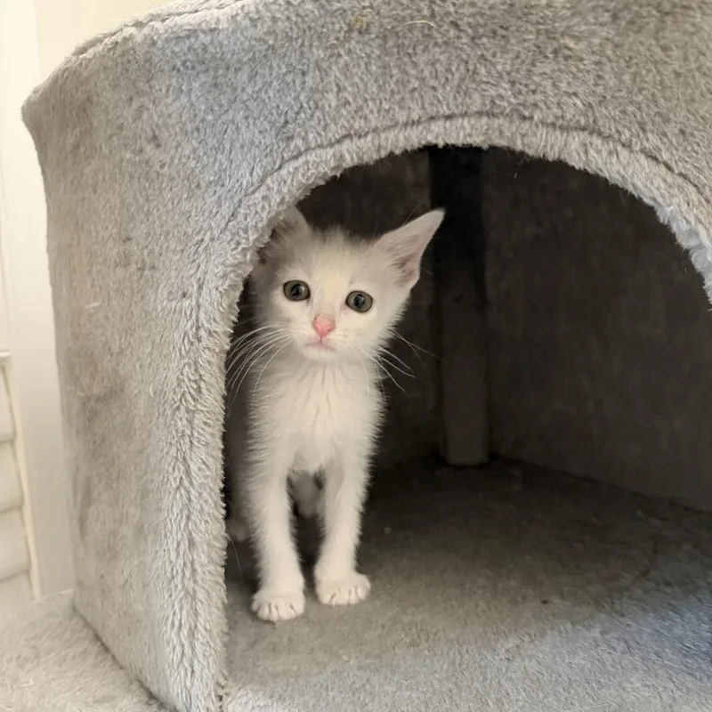A baby small-sized male White Domestic Short Hair cat named Nimbo for adoption in Winder, GA