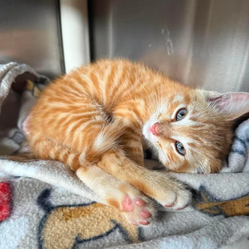 A baby small-sized male Orange / Red Domestic Short Hair cat named Gilbert for adoption in Harrisville, WV