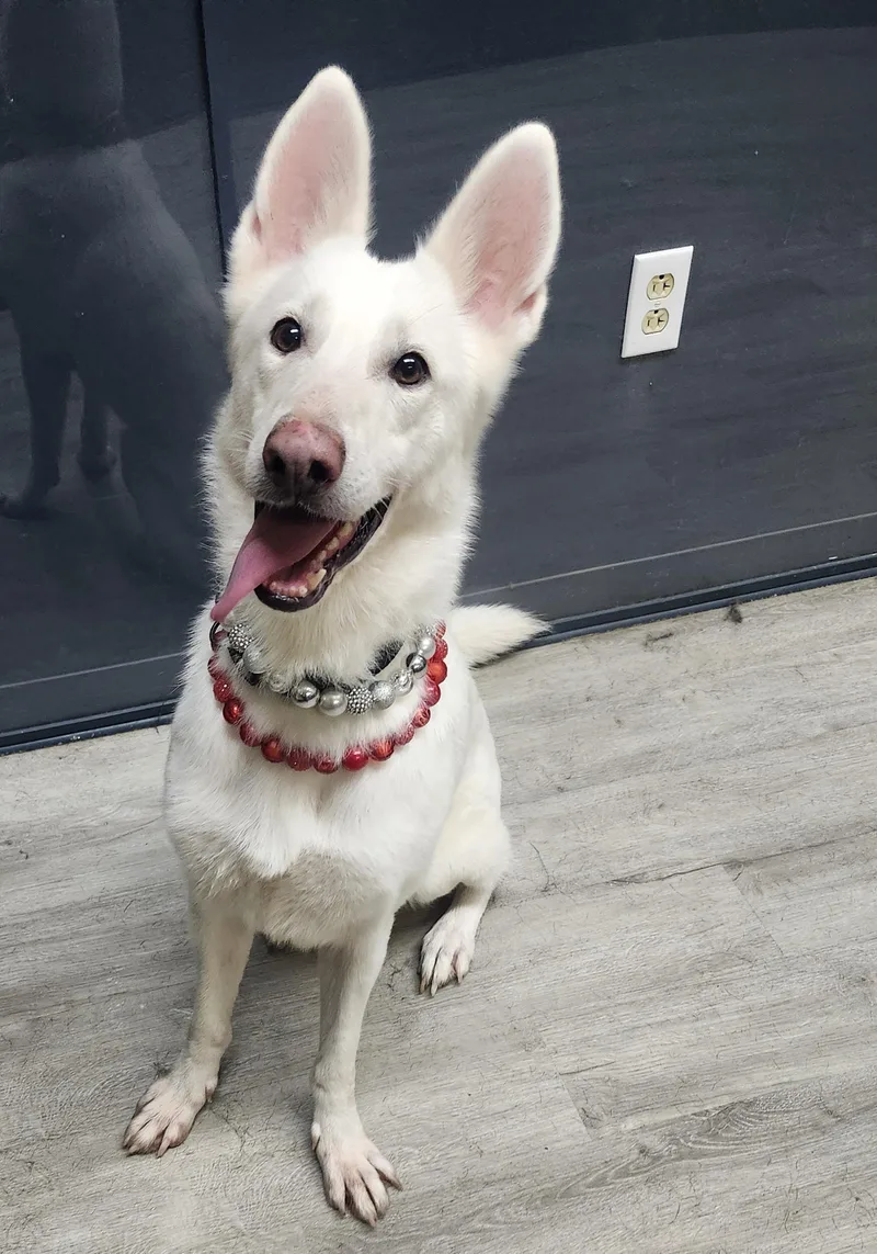 A young medium-sized female White / Cream German Shepherd Dog named Pound Cake for adoption in Mansfield, OH