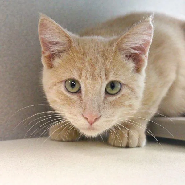 A baby small-sized male Domestic Short Hair cat named Sunny for adoption in Des Moines, IA