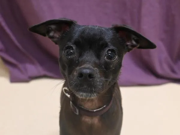 An adult small-sized female Chihuahua dog named Pepper for adoption in Portland, OR