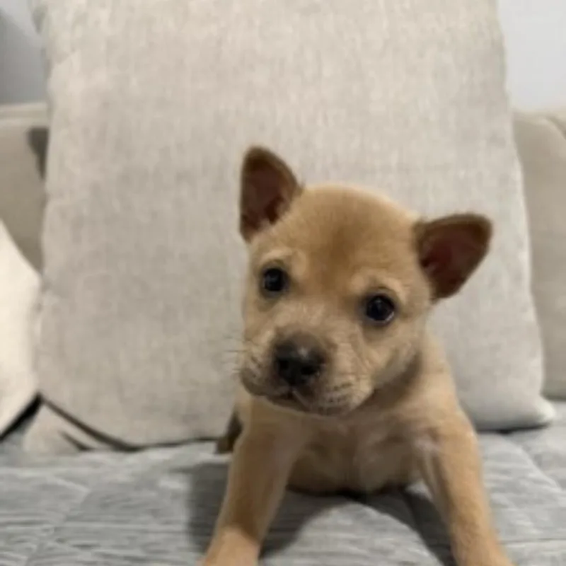 A baby small-sized male Staffordshire Bull Terrier dog named Kenai for adoption in Houston, TX