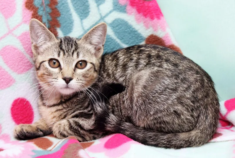 A baby medium-sized female Tabby (Buff / Tan / Fawn) Domestic Short Hair cat named Cinnamon for adoption in Tierra Verde, FL
