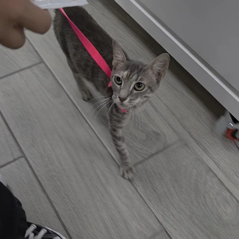 A baby medium-sized female Tabby (Gray / Blue / Silver) Domestic Short Hair cat named Kit Kat for adoption in Liverpool, TX