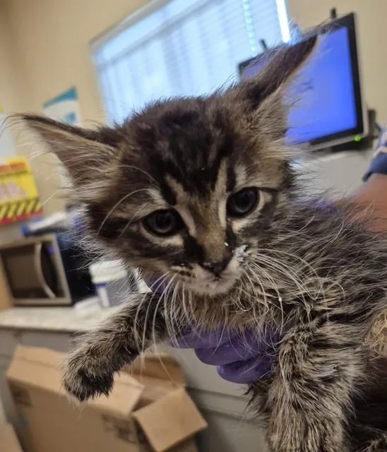 A baby small-sized female Domestic Long Hair cat named Juniper for adoption in Lodi, CA
