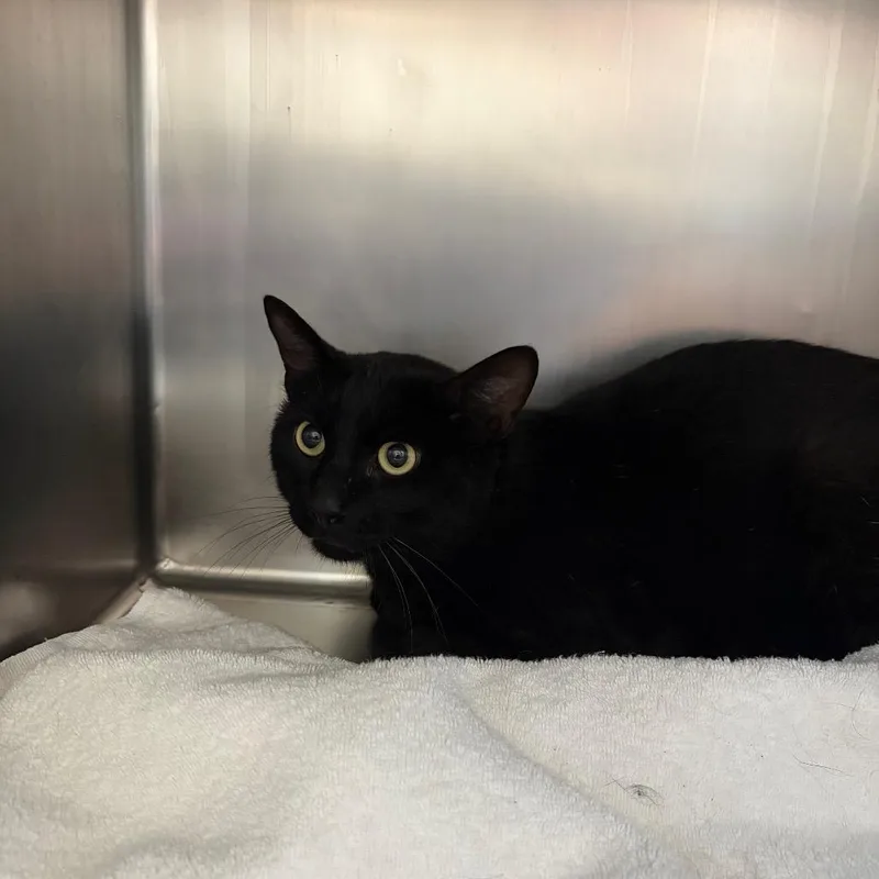 An adult large-sized male Black Domestic Short Hair cat named Checkers for adoption in Council Bluffs, IA