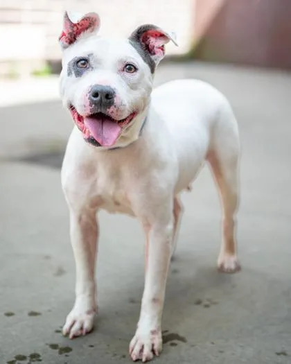 An adult large-sized female Mixed Breed dog named Sheina for adoption in Chamblee, GA