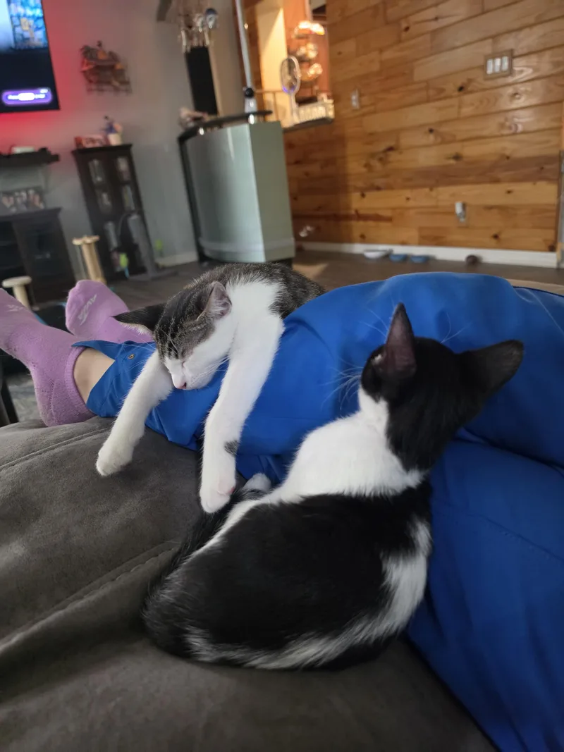 A baby small-sized male Domestic Short Hair cat named Jack Hammer for adoption in St Petersburg, FL
