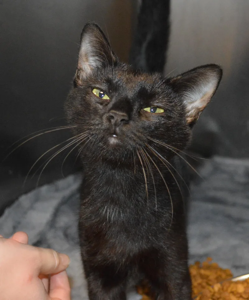 A young medium-sized female Black Domestic Short Hair cat named Soot for adoption in House Springs, MO