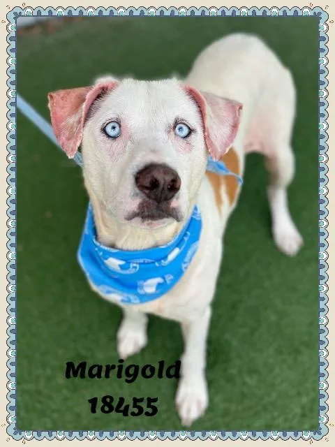 An adult medium-sized female White / Cream Labrador Retriever dog named Marigold for adoption in Marietta, GA