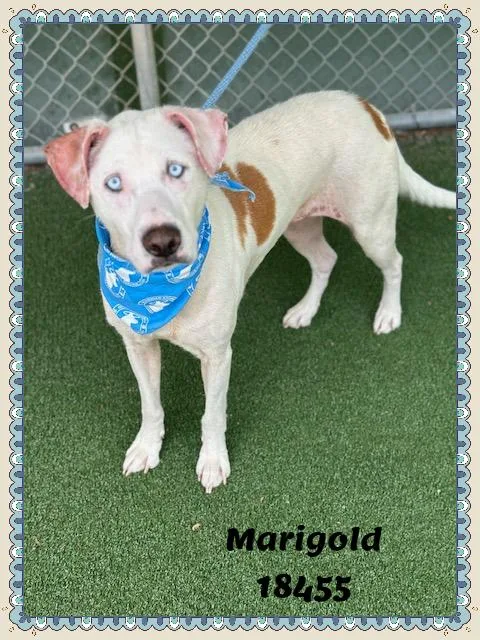Marigold thumbnail 2