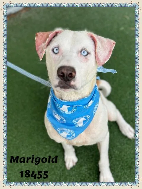 Marigold thumbnail 3