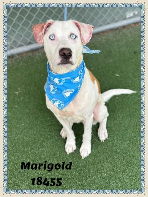 Marigold thumbnail 4