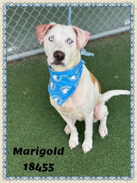 Marigold thumbnail 5