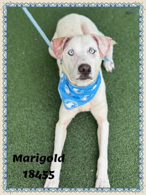 Marigold thumbnail 6