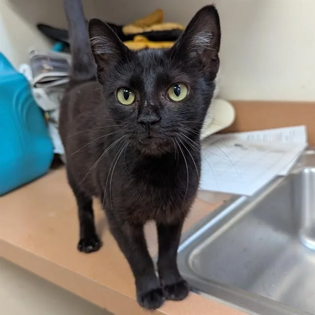 A young medium-sized female Domestic Short Hair cat named Asian Arrowhead for adoption in Olivette, MO