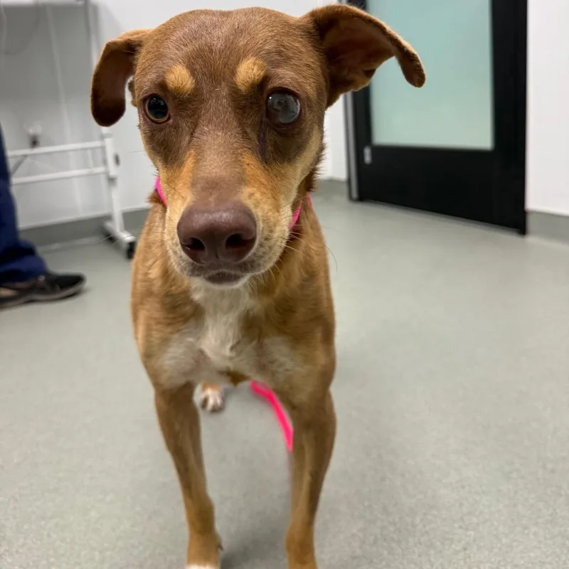An adult small-sized female Yellow / Tan / Blond / Fawn Terrier dog named Hazelnut for adoption in Abilene, TX