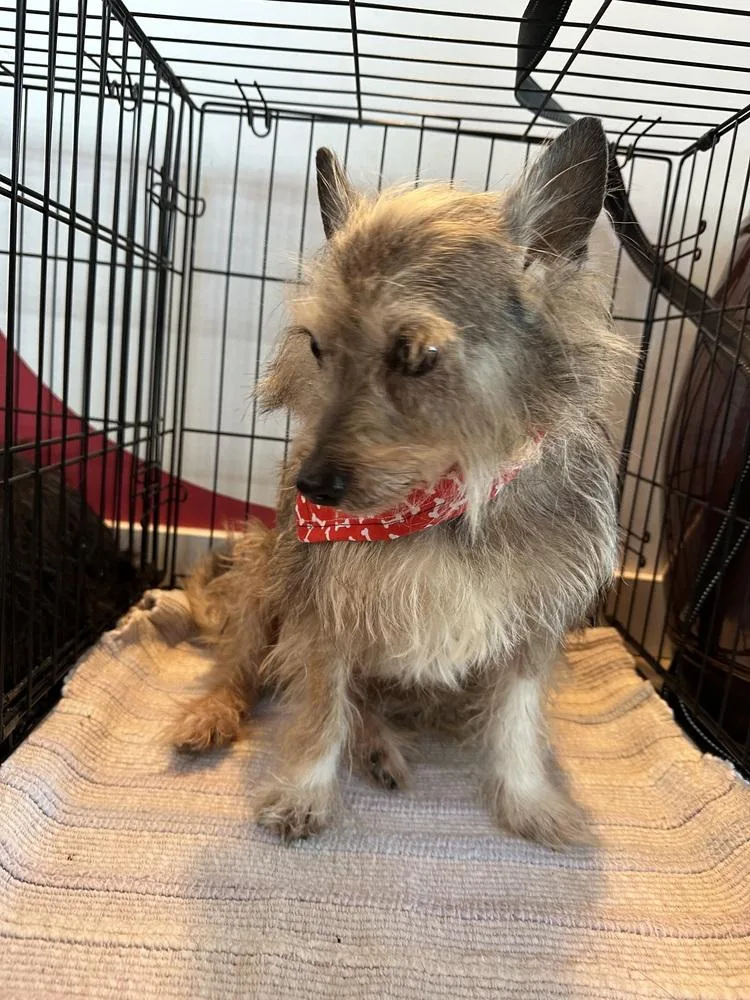 A senior small-sized male Gray / Blue / Silver Terrier dog named Charlie for adoption in Shawnee, OK