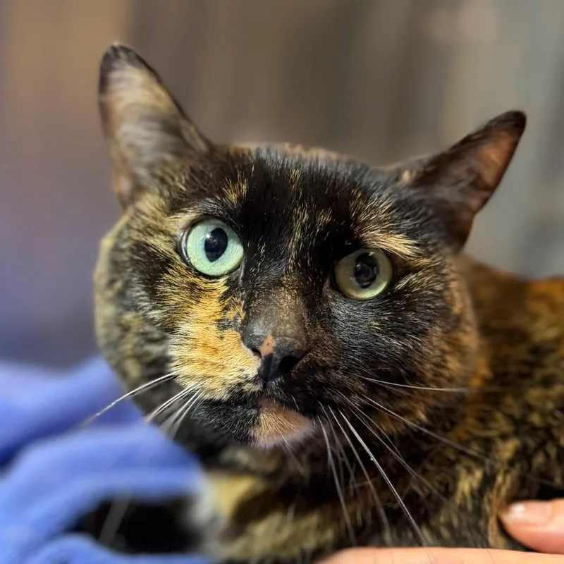 An adult medium-sized female Tortoiseshell Domestic Short Hair cat named Lola for adoption in Providence, RI