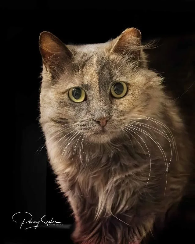 An adult medium-sized female Cream / Ivory Dilute Tortoiseshell cat named Cinnalicious for adoption in Belton, MO