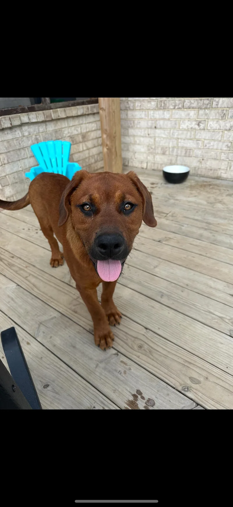 A young medium-sized female Red / Chestnut / Orange Rottweiler dog named May for adoption in Marion, AR