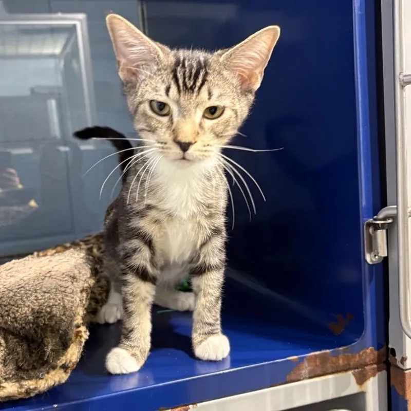 A baby small-sized male White Domestic Short Hair cat named Avoyelles for adoption in Buffalo, MN