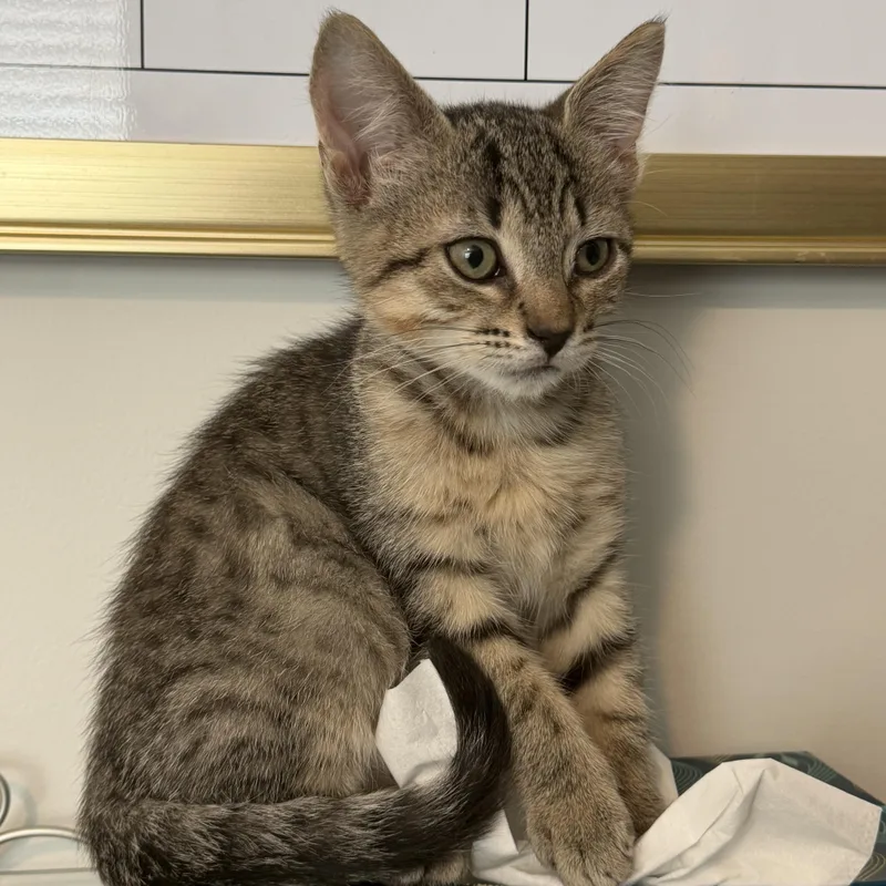 A baby medium-sized male Tabby (Buff / Tan / Fawn) Domestic Short Hair cat named Homer for adoption in Beaufort, SC