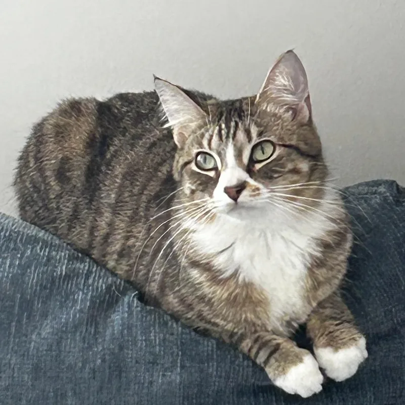 An adult small-sized female Brown / Chocolate Domestic Short Hair cat named H&c: Clementine for adoption in Falls Church, VA