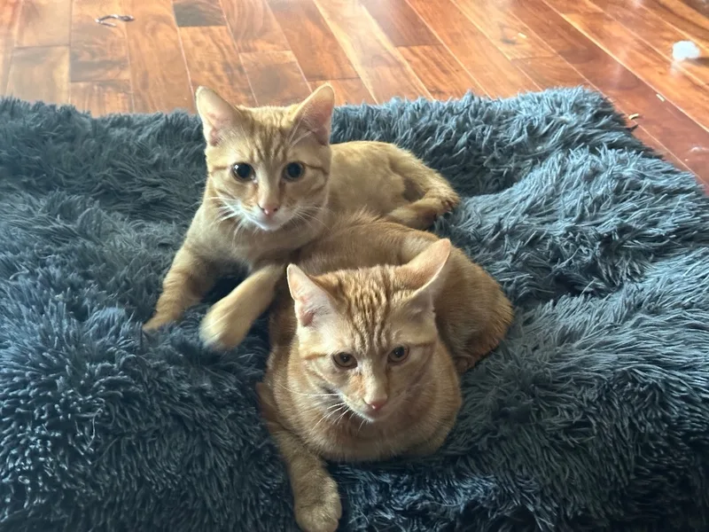 Boggs And Haller Indoor