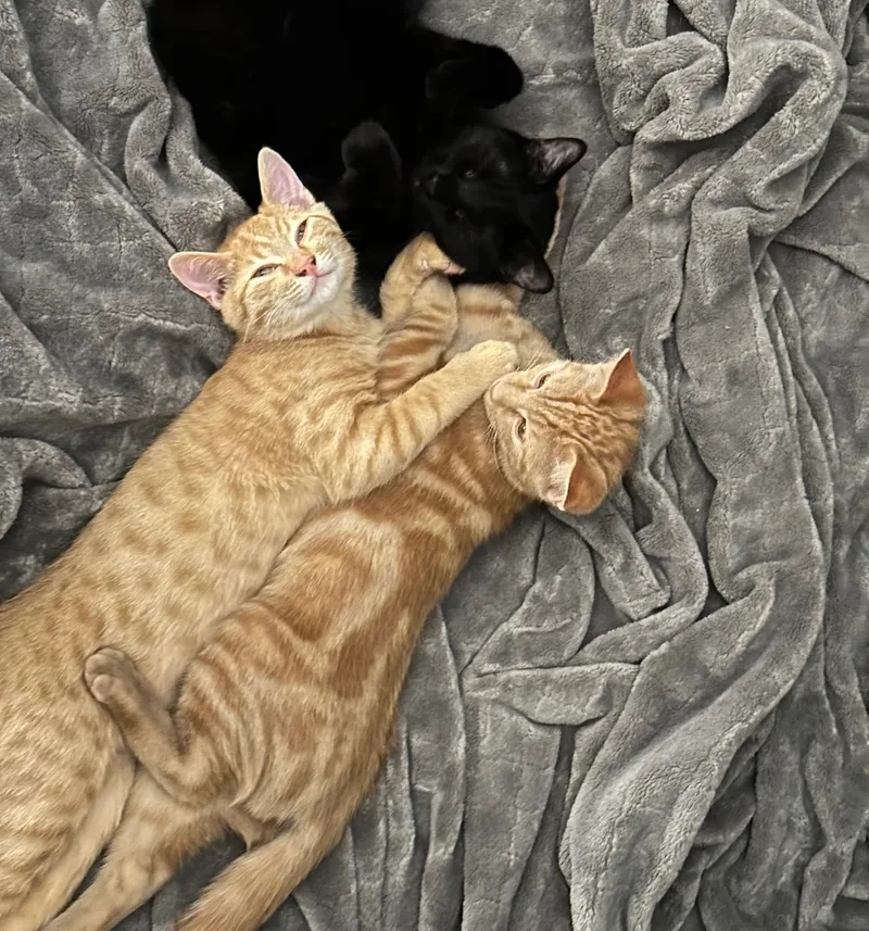 Boggs And Haller Indoor thumbnail 2