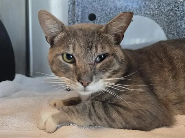 An adult large-sized male Domestic Short Hair cat named Cosmo for adoption in Martinez, CA