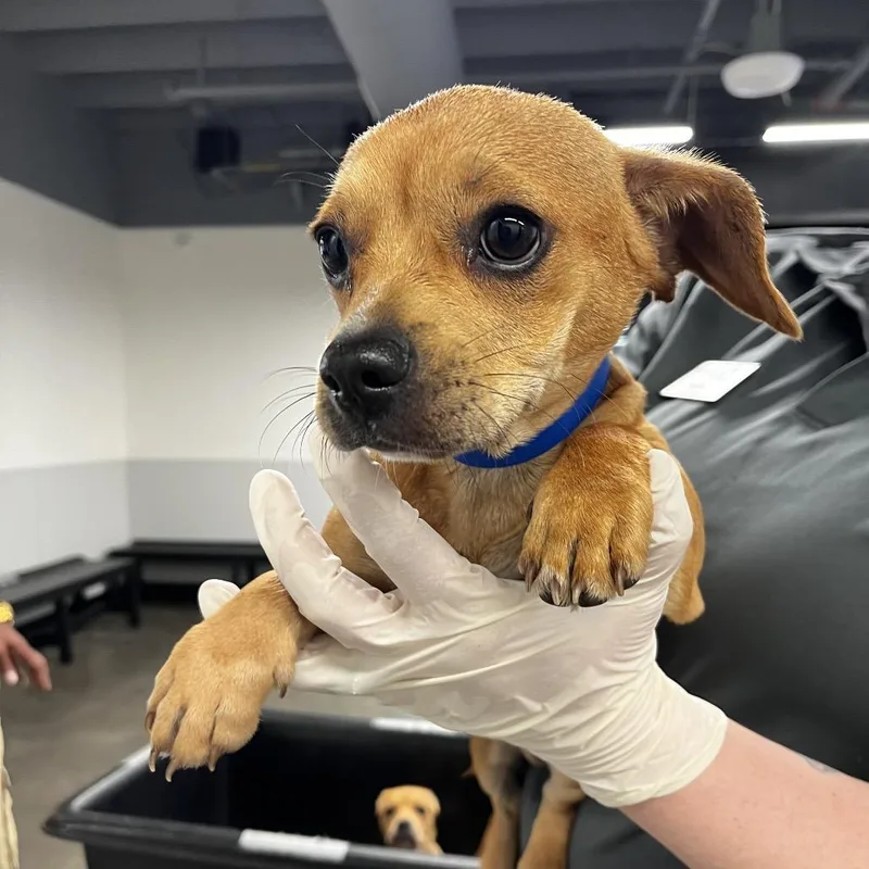 A baby small-sized male Yellow / Tan / Blond / Fawn Yorkshire Terrier dog named Cheese for adoption in Tampa, FL