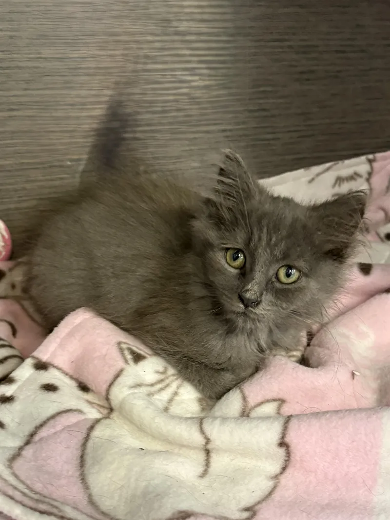 A baby medium-sized male Domestic Long Hair cat named Wolfie for adoption in Big Rapids, MI
