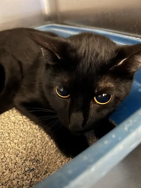 A young medium-sized female Domestic Short Hair cat named Michi for adoption in Tucson, AZ