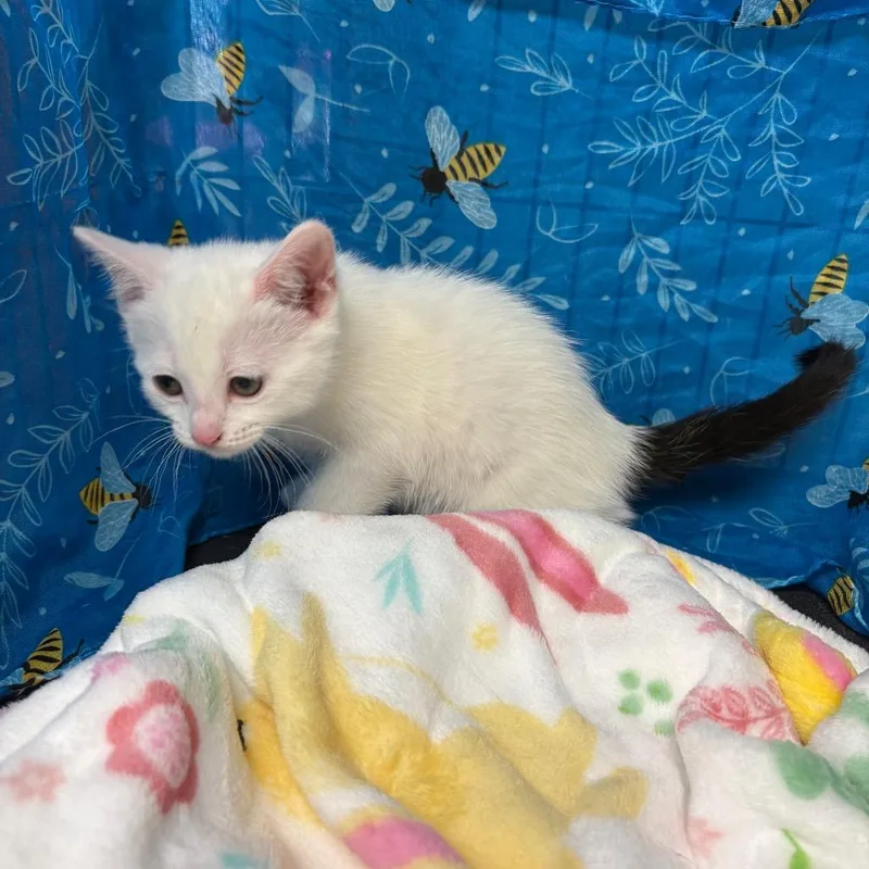 A baby small-sized female White American Shorthair cat named Dipstick for adoption in Greenfield, IN