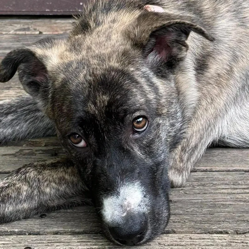 A young medium-sized female Brindle Pit Bull Terrier dog named Julie for adoption in Wappingers Falls, NY