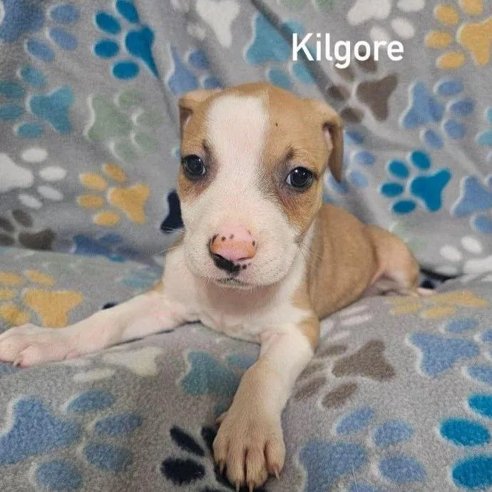 Kilgore