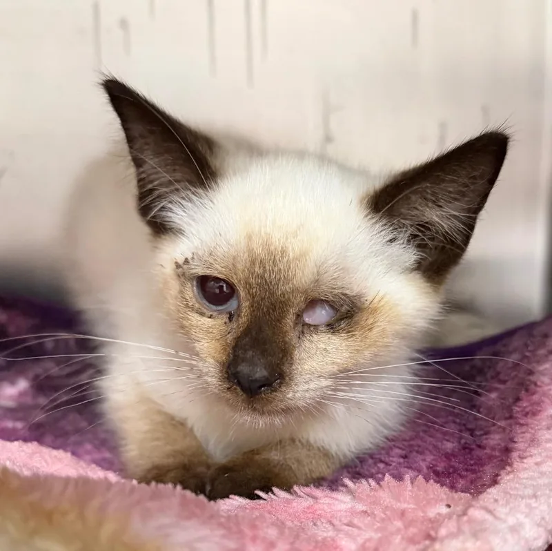 A baby medium-sized male Domestic Short Hair cat named Roger for adoption in Cincinnati, OH