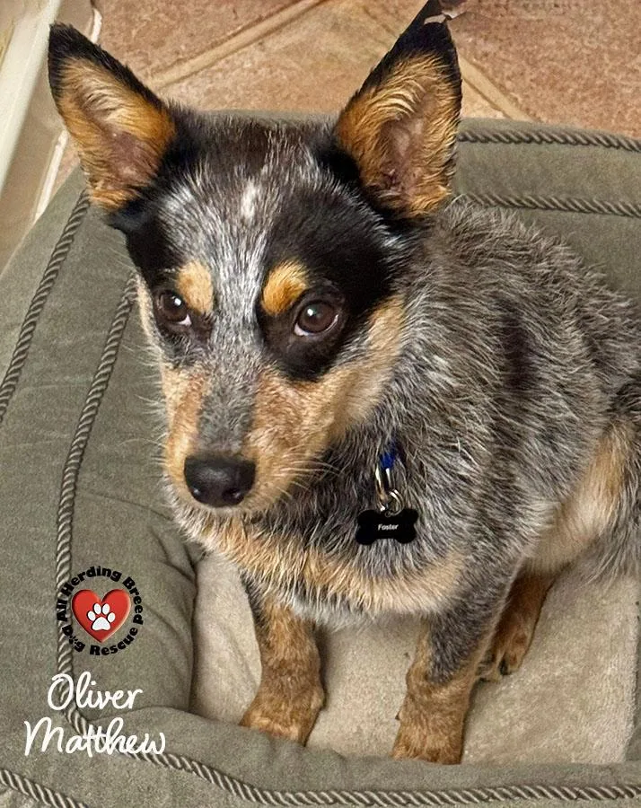 Oliver Matthew thumbnail 4