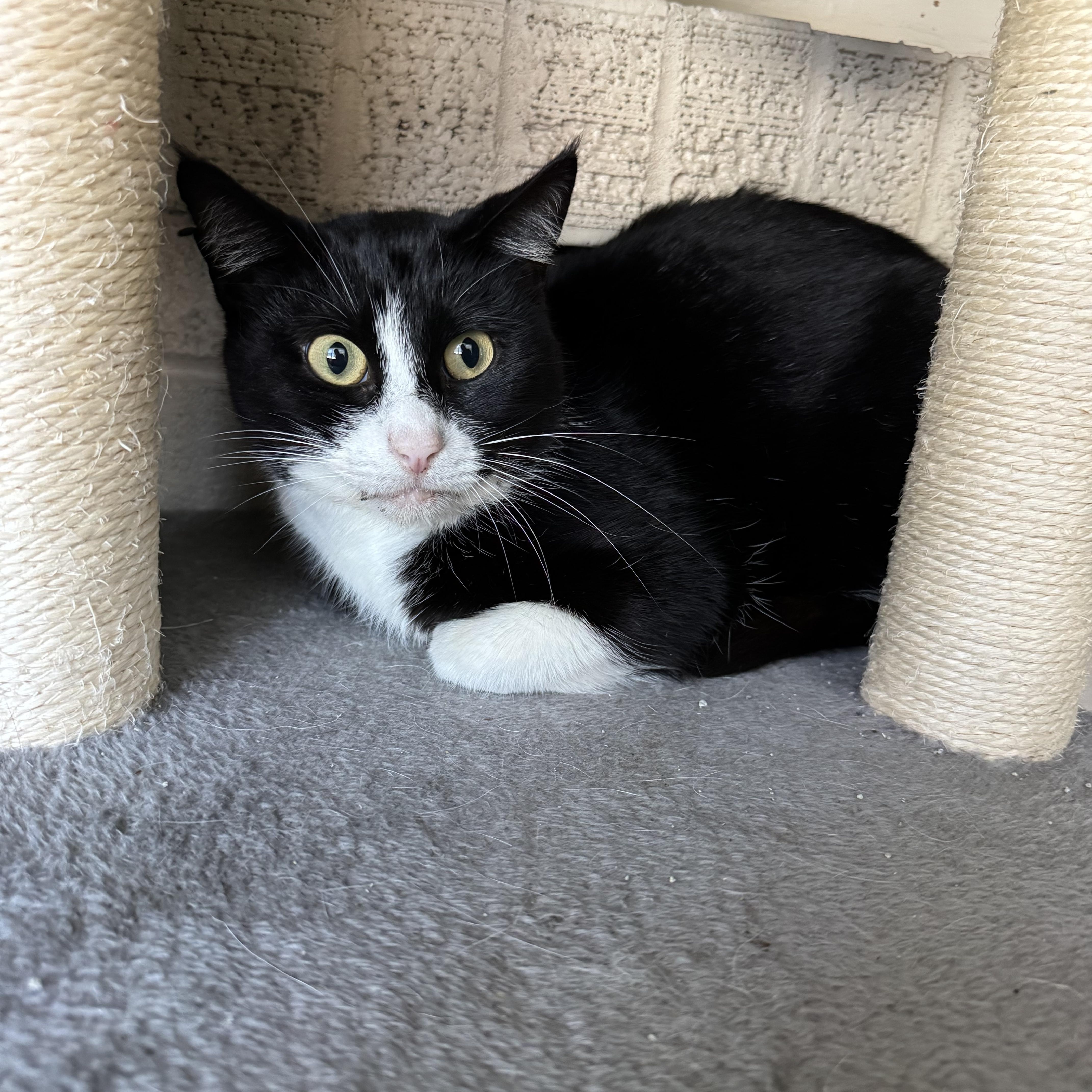 An adult medium-sized female Black & White / Tuxedo Domestic Short Hair cat named Tuxedo for adoption in Baytown, TX