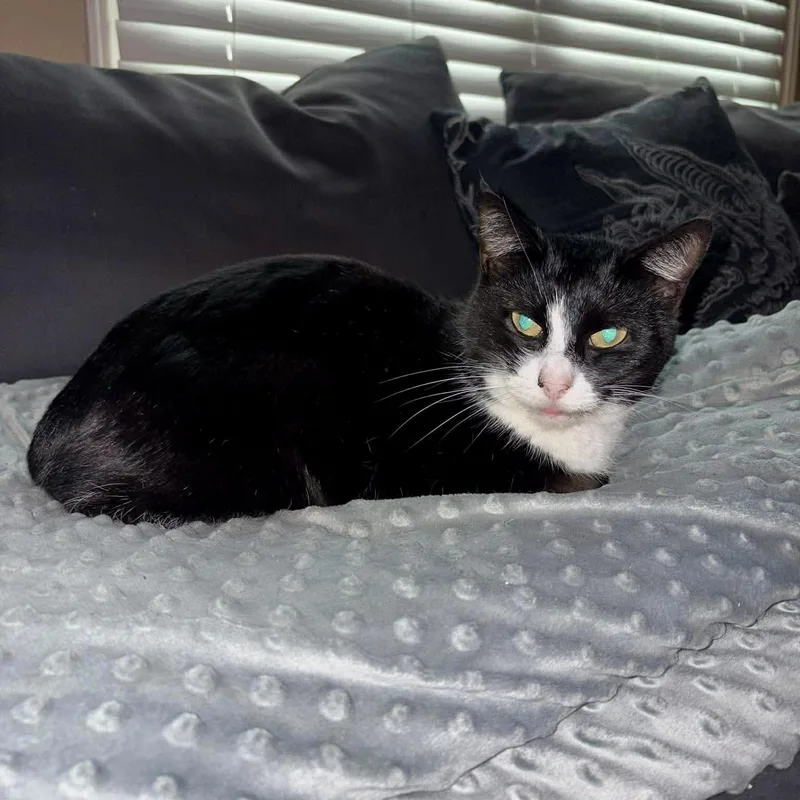Tuxedo thumbnail 3