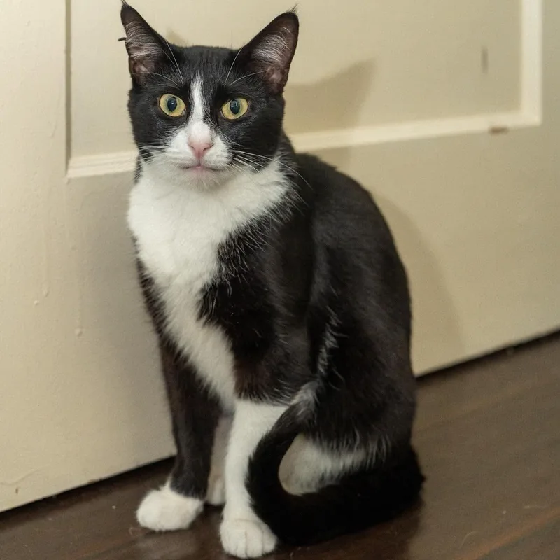 Tuxedo thumbnail 4