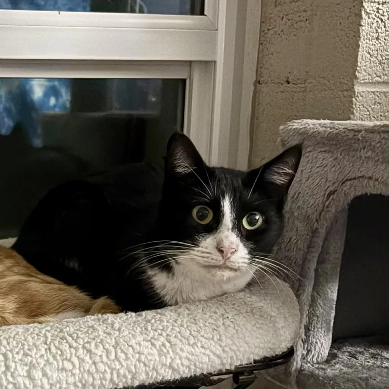 Tuxedo thumbnail 5