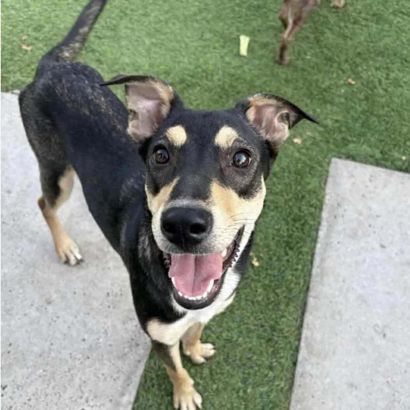 An adult medium-sized female Black American Foxhound dog named Lana D for adoption in Princeton, MN