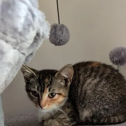 A baby small-sized female Calico Domestic Short Hair cat named Yellowface for adoption in Brownsboro, AL