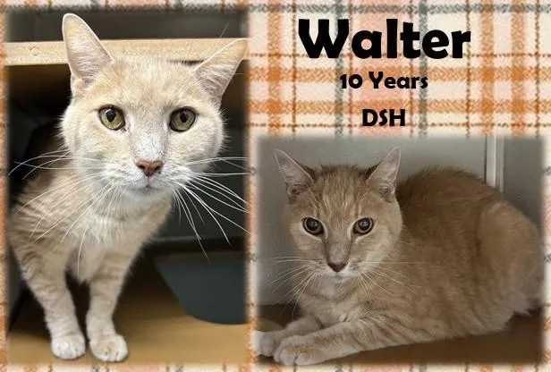 A senior medium-sized male Buff / Tan / Fawn Domestic Short Hair cat named Walter for adoption in Franklin, IN
