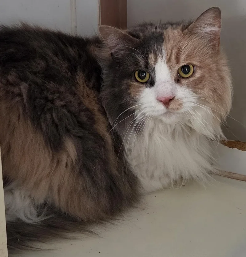 An adult large-sized female Dilute Calico Domestic Long Hair cat named Nezuko for adoption in Mansfield Center, CT