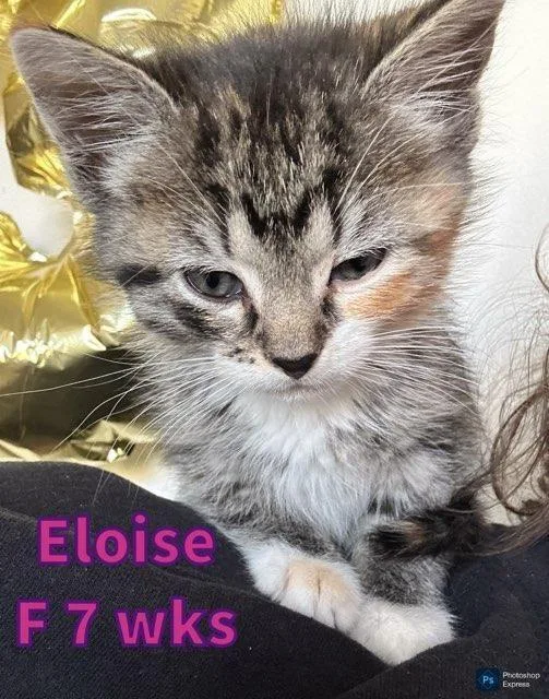 A baby medium-sized female Domestic Short Hair cat named Eloise for adoption in Liberty, MO