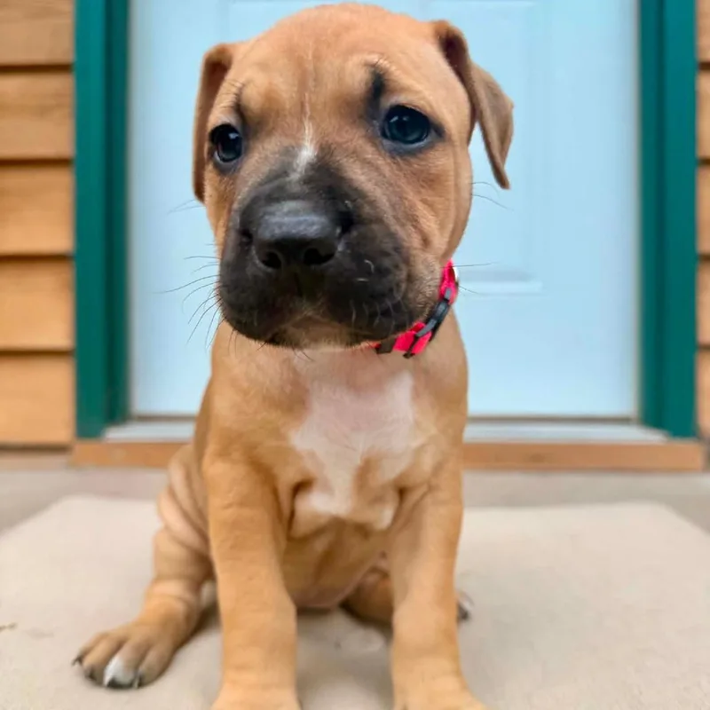 A baby small-sized female Yellow / Tan / Blond / Fawn American Bulldog dog named Fanny D for adoption in Princeton, MN