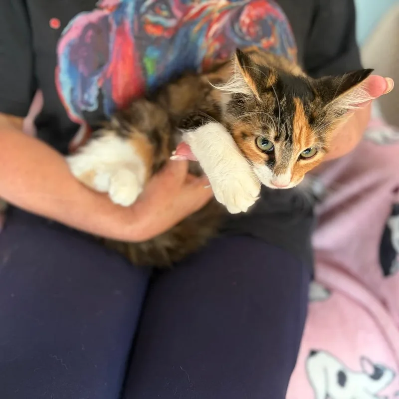 A baby medium-sized female Maine Coon cat named Princess for adoption in Sequatchie, TN